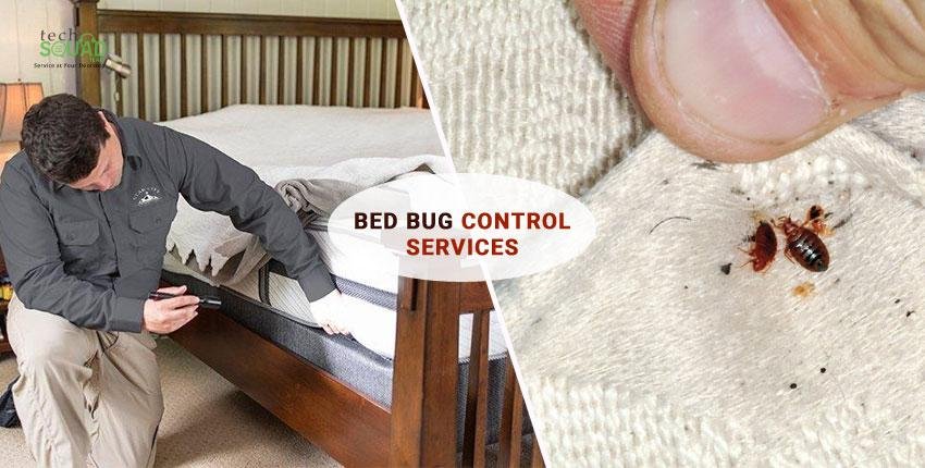 Bed Bugs Treatment - Professional Pest Control Service in India