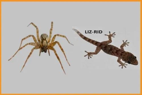 Spiders & Lizards Control Service - Professional Pest Control Service